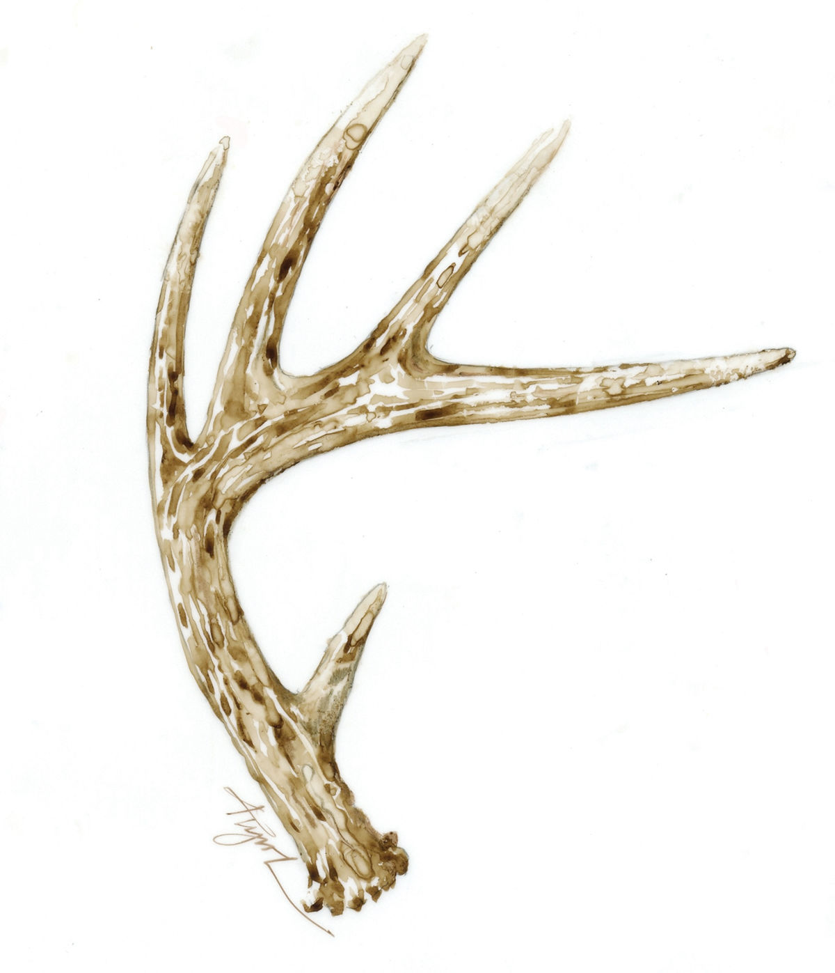 Deer antler